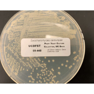 Yeast cultures